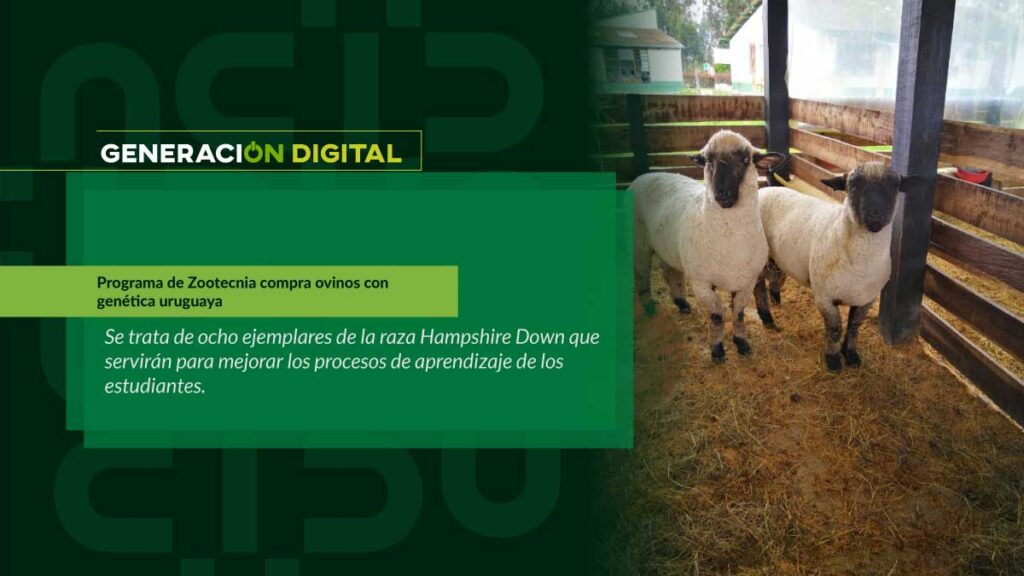 Programa de Zootecnia compra ovinos con genética uruguaya