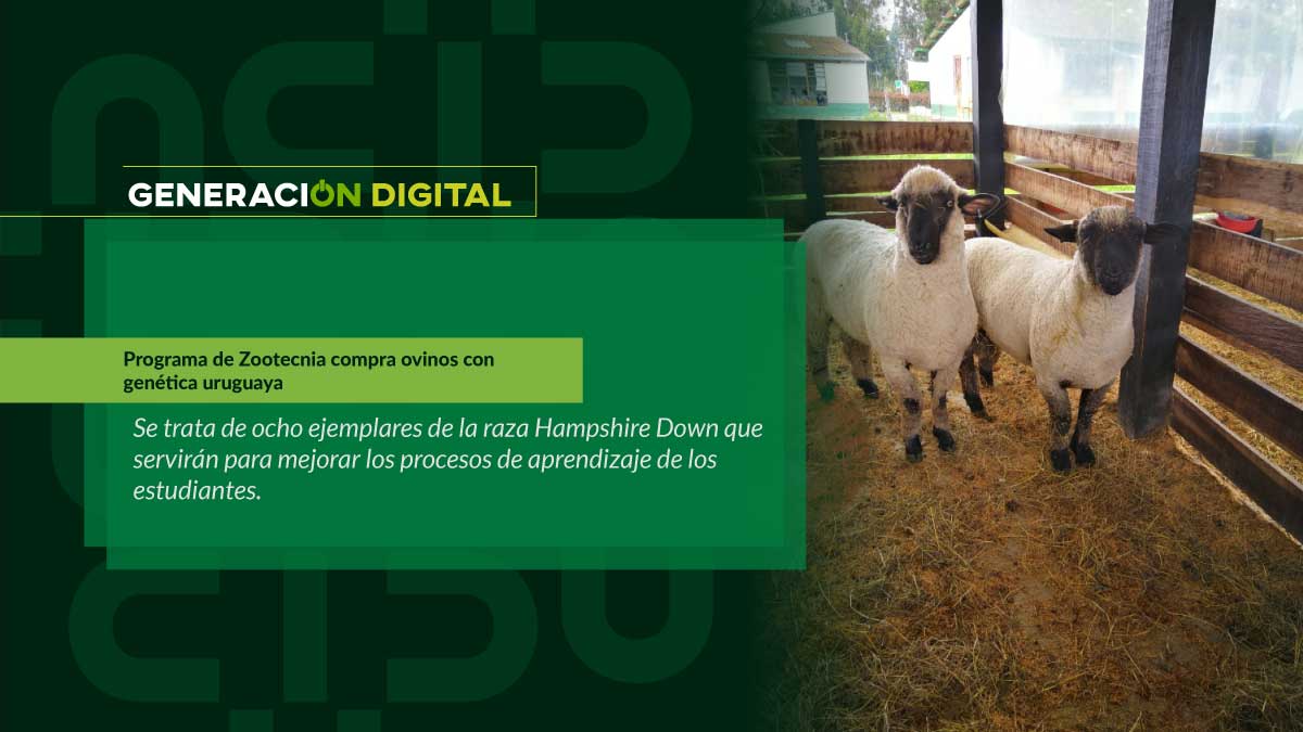 Animal husbandry program buys sheep with Uruguayan genetics