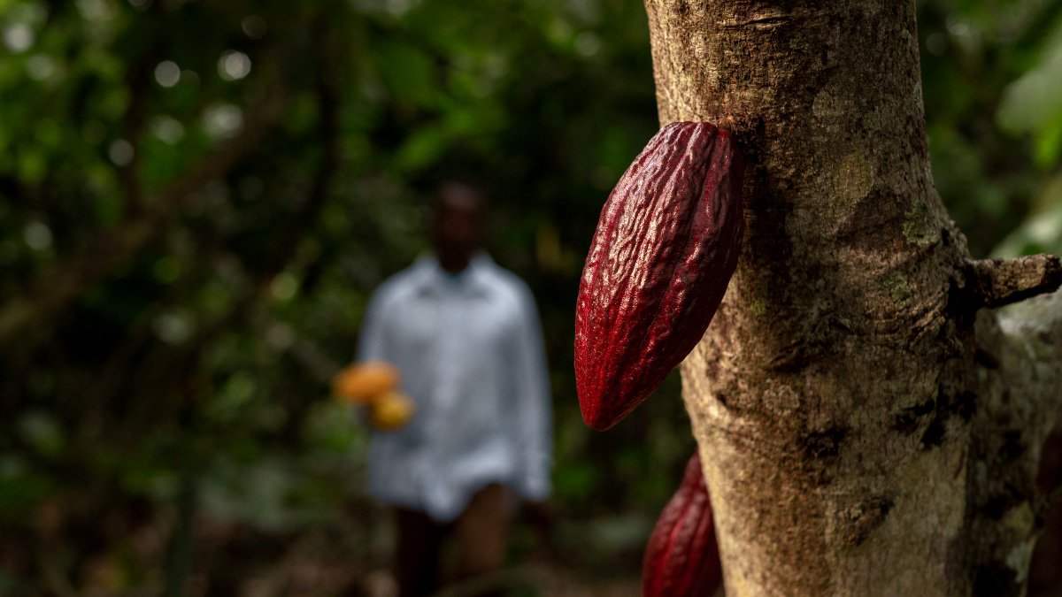Proyecto contra las plagas que atacan el cacao
