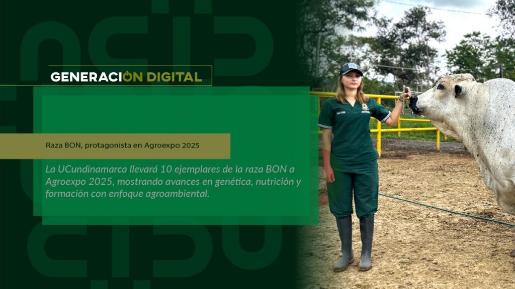 BON breed, star of Agroexpo 2025 — image 1 of 3