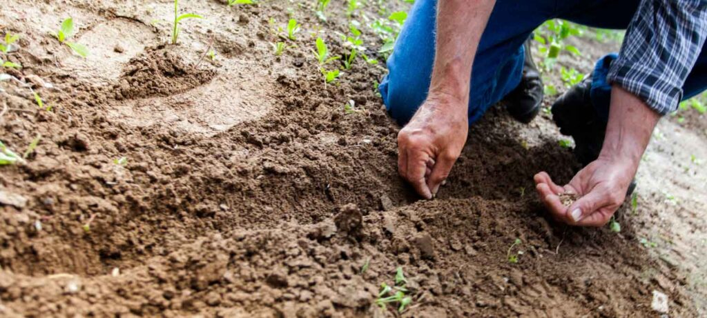 Renovación Registro Calificado al Programa de Ingeniería Agronómica