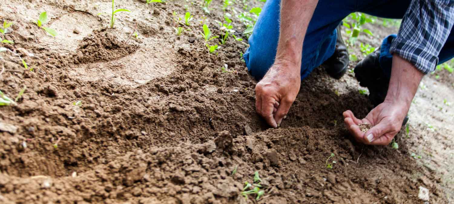 Renovación Registro Calificado al Programa de Ingeniería Agronómica