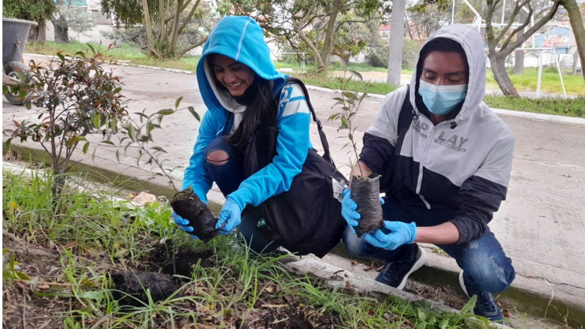 Planting of 300 Eugenia trees in Soacha — image 3 of 4
