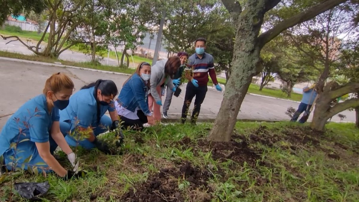 Planting of 300 Eugenia trees in Soacha — image 4 of 4