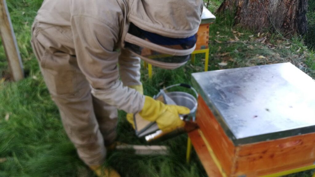 SOS for the bees — image 1 of 2