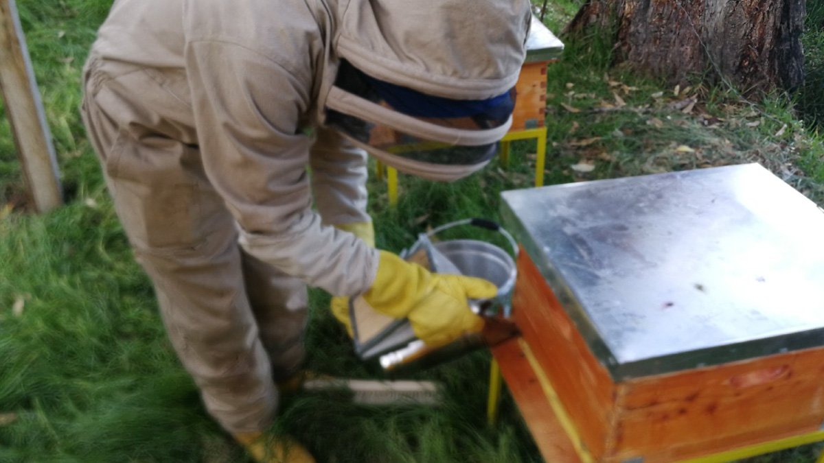 SOS Por las abejas — imagen 1 de 2