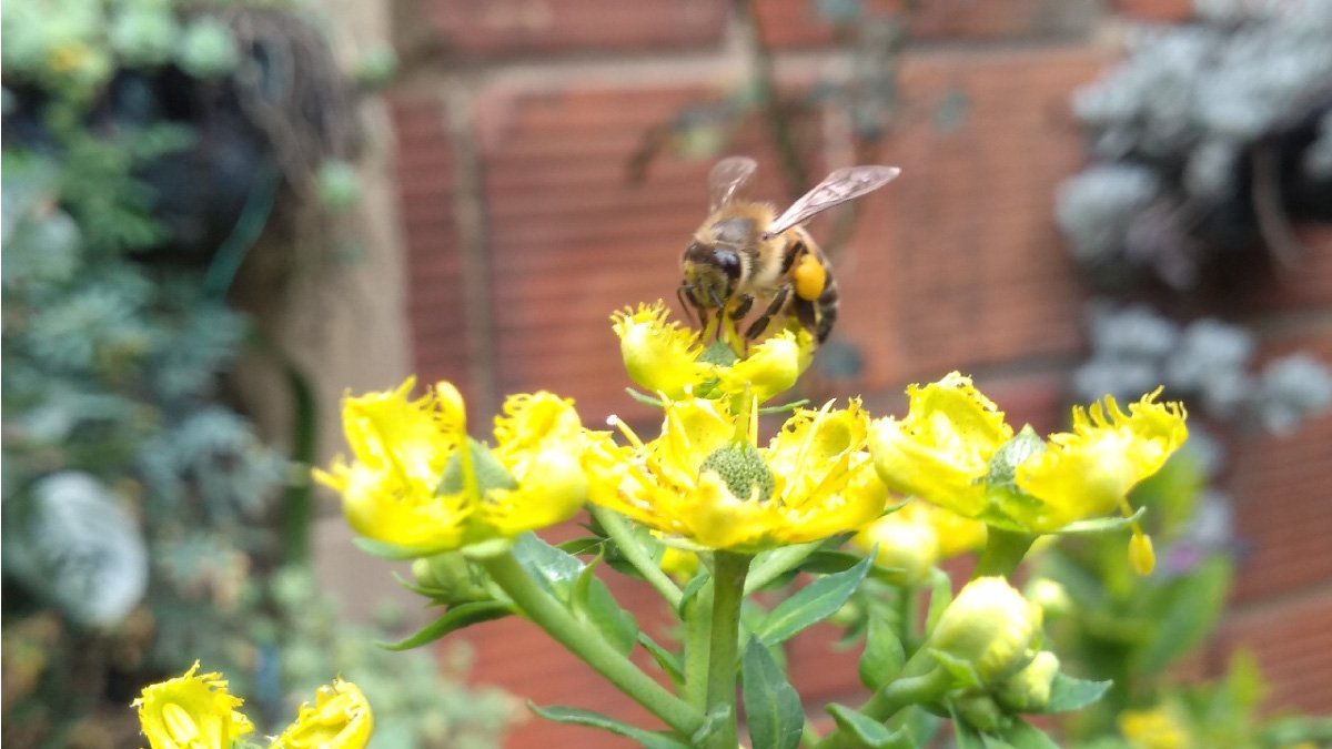 SOS Por las abejas — imagen 2 de 2