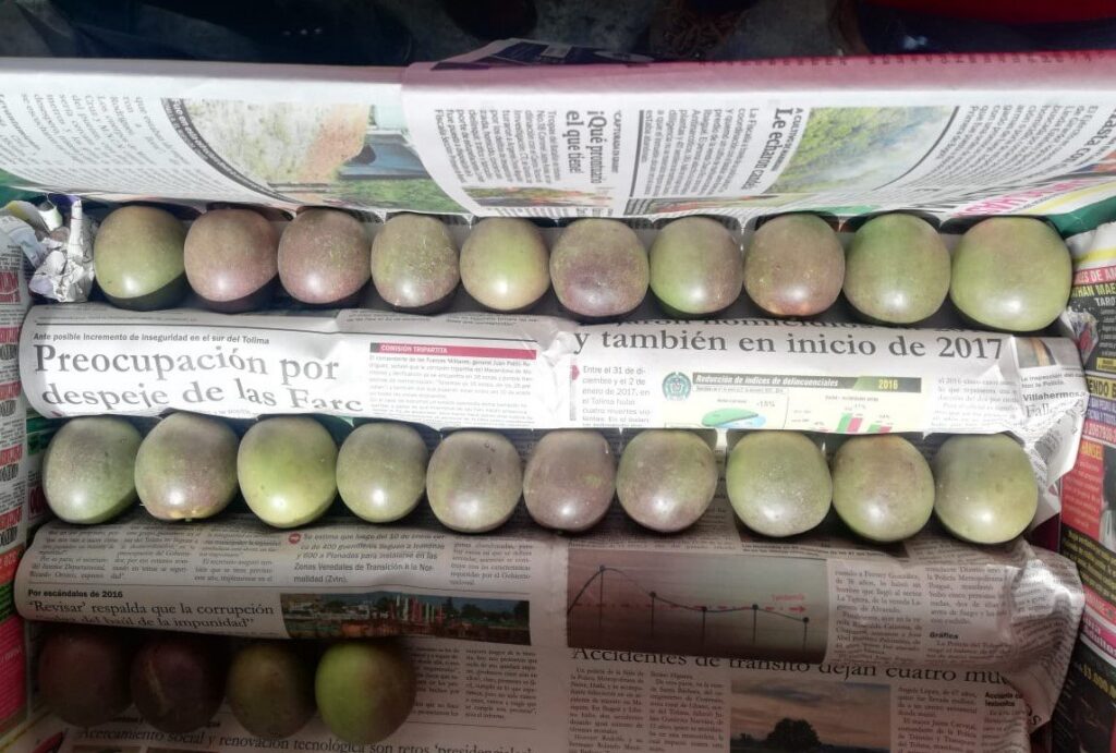 U. apoya a cultivadores de gulupa para exportación — imagen 1 de 2