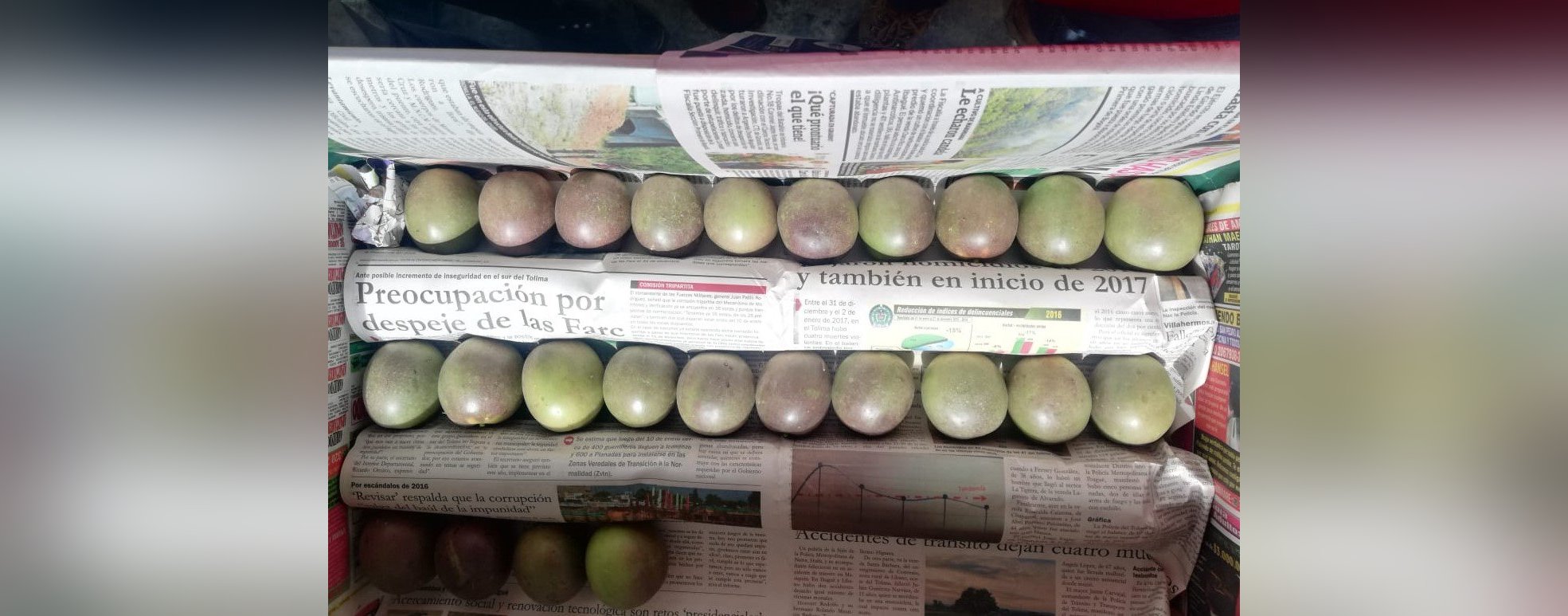 U. apoya a cultivadores de gulupa para exportación — imagen 1 de 2