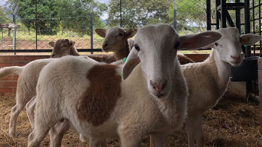 UCundinamarca crea Centro de Estudios Agroambientales