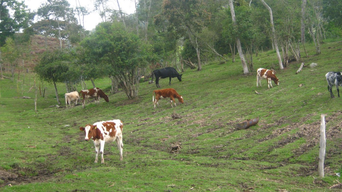 UCundinamarca empodera al sector ganadero del Sumapaz — imagen 6 de 6