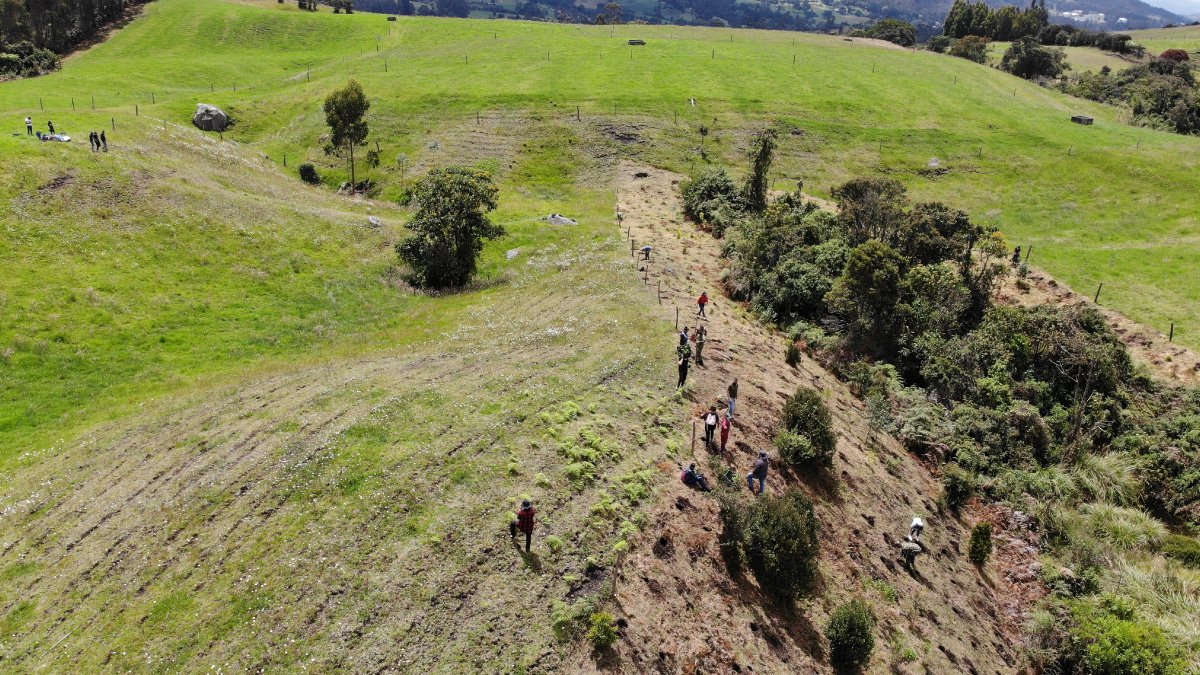 UCundinamarca, por amor a los árboles — imagen 6 de 6