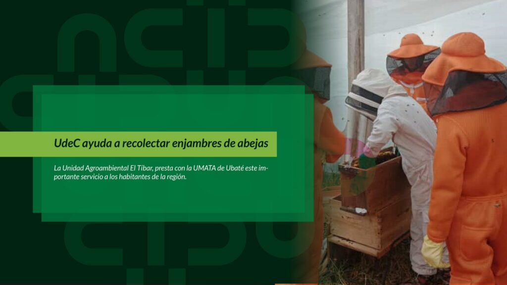 UdeC ayuda a recolectar enjambres de abejas